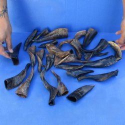 25 Indian Goat Horns, 4" to 6" - $50