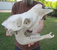 Discounted Camel Skulls