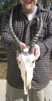 Grade B Wholesale Blesbok Skulls with Horns (with damage) - $50 each; <font color=red> *Sale*</font> 5 or more @ $35.00 each