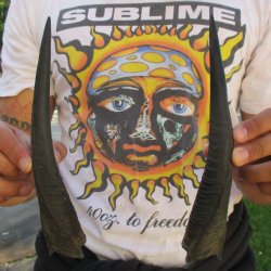 9" Pair of Matching Bushbuck Horns 