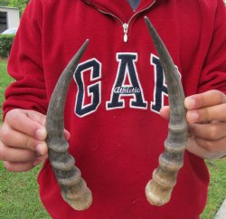 10-1/4" Matching Pair of Male Blesbok Horns