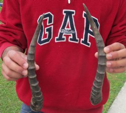 12" Matching Pair of Male Blesbok Horns