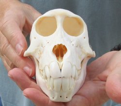 Buy this Sub-Adult Chacma Baboon Skull 5-3/4 inches (CITES P000028466) for $125