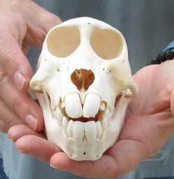 Buy this Sub-Adult Chacma Baboon Skull 5-1/2 inches (CITES P000028466) for $125