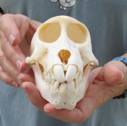 Buy this Sub-Adult Chacma Baboon Skull 5-3/4 inches (CITES P000028466) for $125
