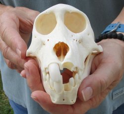 Buy this B-Grade Sub-Adult Chacma Baboon Skull 6 inches (CITES P000028466) for $115