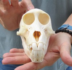 Buy this Sub-Adult Chacma Baboon Skull 6 inches (CITES P000028466) for $125
