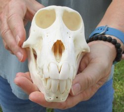 Buy this Sub-Adult Chacma Baboon Skull 6-1/2 inches (CITES P000028466) for $125