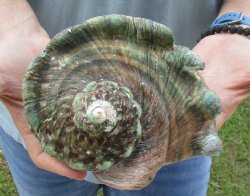 6 inch Turbo Marmoratus, green turban shell for $30