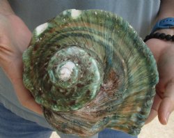 6 inch Turbo Marmoratus, green turban shell for $30