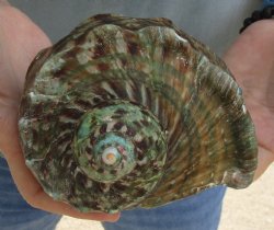5 inch Turbo Marmoratus, green turban shell for $24