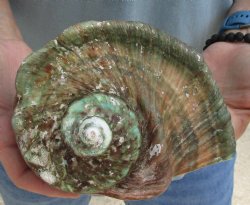 5 inch Turbo Marmoratus, green turban shell for $24