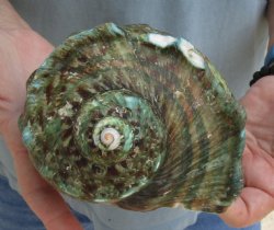 5 inch Turbo Marmoratus, green turban shell for $24