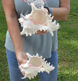 Genuine Two 7" Murex Ramosus - $20/lot