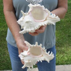 For Sale Two 7" Murex Ramosus - $20/lot