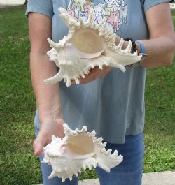 For Sale Two 7" Murex Ramosus - $20/lot