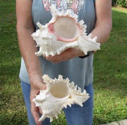 Genuine Two 7" Murex Ramosus - $20/lot