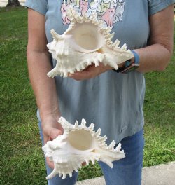 For Sale Two 7" Murex Ramosus - $20/lot