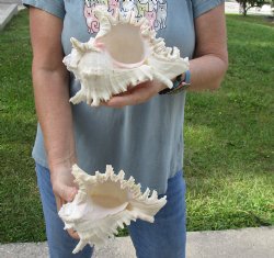 For Sale Two 7" Murex Ramosus - $20/lot