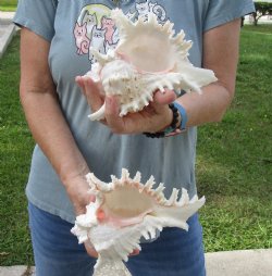 For Sale Two 7" Murex Ramosus - $20/lot