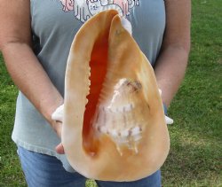 Real Yellow Helmet sea shell 11 inches -  $27