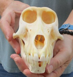 B-Grade 7-1/4" Female Baboon Skull - $125 (CITES P-000028466)