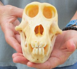B-Grade 7-1/4" Female Baboon Skull - $125 (CITES P-000028466)