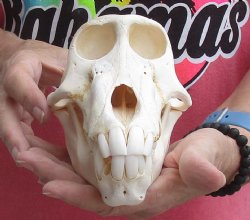 Buy this Sub-Adult Male Chacma Baboon Skull 7-1/2 inches (CITES P000028466) for $150