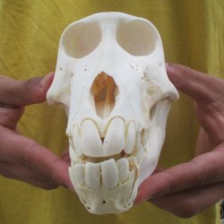 Sub-Adult 7-1/2" Male Baboon Skull - $150 (CITES P-000028466)