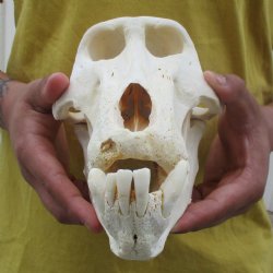 C-Grade 8-3/4" Male Baboon Skull - $175 (CITES P-000028466)