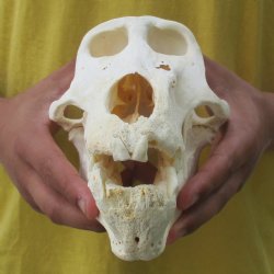 C-Grade 9" Male Baboon Skull - $175 (CITES P-000028466)