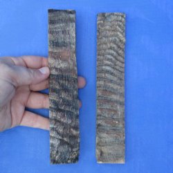 7" Pair of Sheep Horn Scales - $29