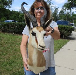 Male Springbok (Antidorcas marsupialis) Shoulder Mount - Pick Up Only