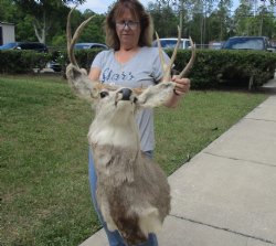 Nine point Mule Deer Shoulder Mount - Pick Up Only