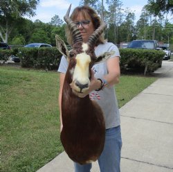 Blesbok (Damaliscus pygargus phillipsi) Shoulder Mount - Pick Up Only