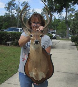 Whitetail Deer Shoulder Mount with Mule Deer Horns (put on) - Pick Up Only