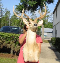 Axis Deer Shoulder Mount - Pick Up Only