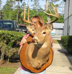 Ten point Whitetail Deer Shoulder Mount on wooden plaque - Pick Up Only