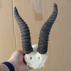 B-Grade Male Springbok Skull Plate with 8" Horns - $18