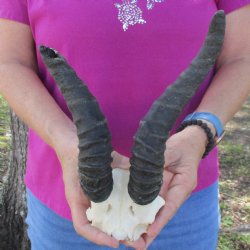 B-Grade Male Springbok Skull Plate with 7" & 9-1/2" Horns - $18
