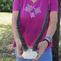 Buy this B-Grade Blesbok Skull Plate with 13 and 12 inch Horns for $20