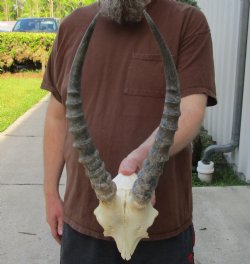 Buy this B-Grade Blesbok Skull Plate with 13 inch Horns for $20