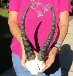 Buy this B-Grade Blesbok Skull Plate with 13 inch Horns for $20