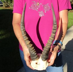 Buy this B-Grade Blesbok Skull Plate with 14 inch Horns for $20