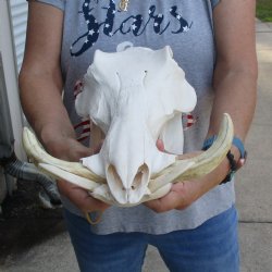 13 inch long African Warthog Skull for sale with 6 inch Ivory tusks - $145