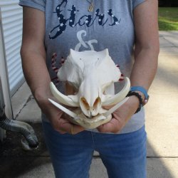 12 inch long African Warthog Skull for sale with 4 & 5 inch Ivory tusks - $115