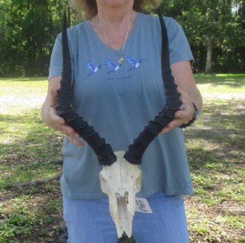 Discounted Impala Skull & Skull Plate