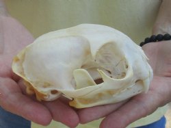 Buy this Bobcat Skull measuring 5 x 3-1/2 inches for $59