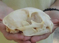Bobcat Skull measuring 5 x 3-1/2 inches, buy now for $59