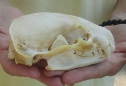 For Sale 4-3/4" Badger Skull - $59